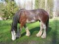 ~Shire Horse~ 35775423