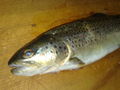 Salmo Trutta 71800976