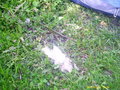 Schwarzensee 18.-19.5.2007 20231160