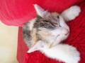 meine katze gina 9846832