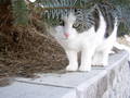 my sweet cat 9490149