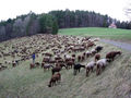 unterwegs mit dem wanderschäfer 73142585