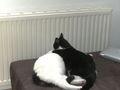 Merry & Salem (Oder: gay cat´s)  48772653