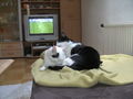 Merry & Salem (Oder: gay cat´s)  48817394