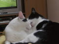 Merry & Salem (Oder: gay cat´s)  48817399