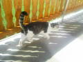 my cat 8905665