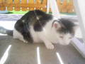 my cat 8905693