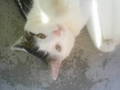 my cat 8905728