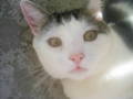 my cat 8905748