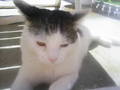 my cat 8905756