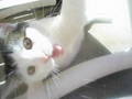 my cat 8905766