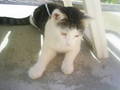 my cat 8905803