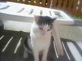 my cat 8905811