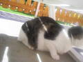 my cat 8905822