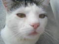 my cat 8910432