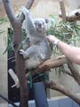 Koala  =) 64088499