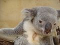 Koala  =) 64088563