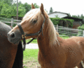 =]HORSES[= 12146932