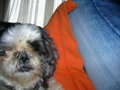 Meine Hunde =) 23130181