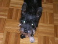 Meine Hunde =) 23130209