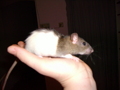 Meine Ratten 32978061