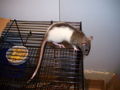 Meine Ratten 32978087