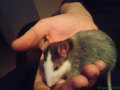 Meine Ratten 32978176