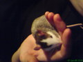 Meine Ratten 32978180