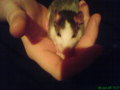 Meine Ratten 32978187