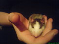 Meine Ratten 32978189