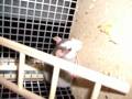 Meine Ratten 32978202