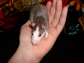 Meine Ratten 32978234