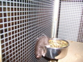 Meine Ratten 32978367