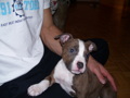 pit bull 30476917