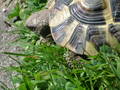 Meine Schildkröte 9145590