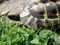 Meine Schildkröte 9145663