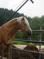 Witzelsberg 2007 27196035