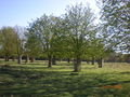 London 2009 - Bushy Park 59709922