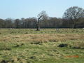 London 2009 - Bushy Park 59710584