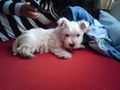 Unser kleiner Dogy Kira!!! 51470526