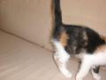 neuer Katzenzuwachs Gina 29617224