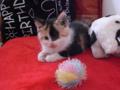 neuer Katzenzuwachs Gina 29617245