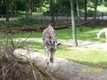 Tierpark Schmiding 64592092