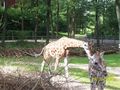 Tierpark Schmiding 64592114