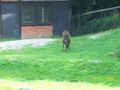 Tierpark Schmiding 64592228