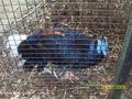 Tierpark Schmiding 64592764