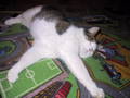 my cat "niki" 9478130