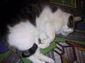 my cat "niki" 9478147