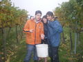 Weinlesen 2008 47307989