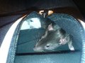 <:3)~~ meine zwei RaTTen <:3)~~ 16074822